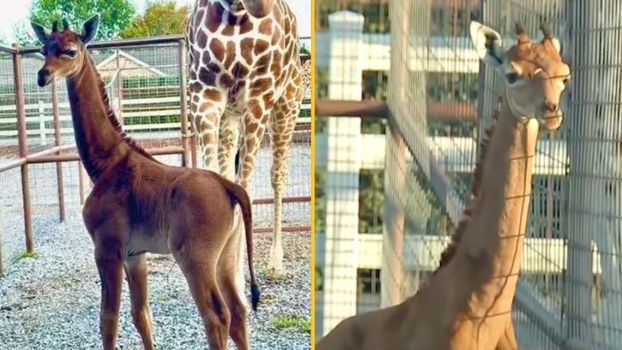 World's only spotless giraffe has finally been given a name
