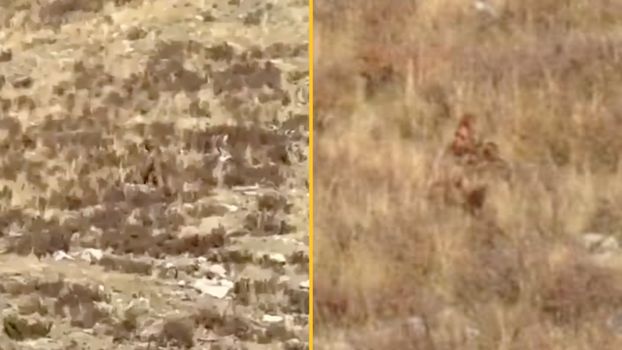 Crystal clear new footage of Bigfoot has been explained