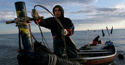 First extinction alert issued in 70 years to help rarest marine mammal on earth