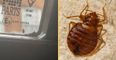 Bed bugs spotted in another UK city as worries of UK infestation grow