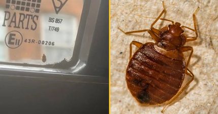 Bed bugs spotted in another UK city as worries of UK infestation grow