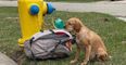 Dog abandoned on street with bag full of toys and devastating letter from owner