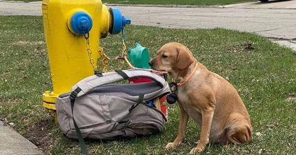 Dog abandoned on street with bag full of toys and devastating letter from owner