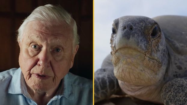 Viewers in tears at 'horrifying' Planet Earth III
