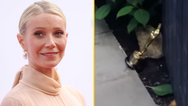 Gwyneth Paltrow uses her Academy Award as a doorstop