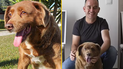 Bobi, the world’s oldest dog, dies five months after celebrating 31st birthday