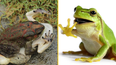 Female frogs fake their own death to avoid unwanted attention from males