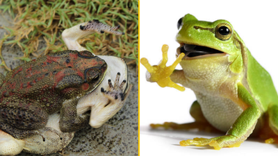 Female frogs fake their own death to avoid unwanted attention from males