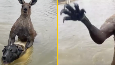 Man bravely rescues his dog from terrifying two-metre-tall kangaroo after having a ‘punch on’