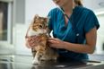 First case of deadly cat virus has been discovered in the UK