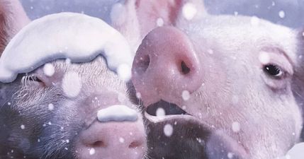 Vegans slam Sainsbury’s ‘disgusting’ Christmas card with pigs in blankets joke