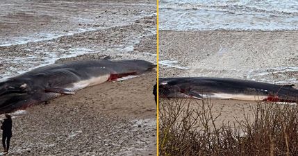 People urged to stay away from huge dead whale on British beach