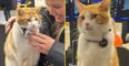 Fury as beloved railway station cat attacked by group of teenagers