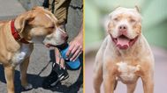 Hundreds of XL bully dogs have just ‘weeks to live’ as ban approaches