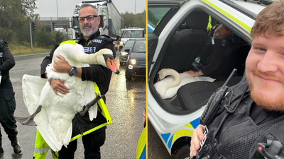 Swan rescued from motorway and returned to nature reserve by police