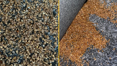 Mum’s terrifying find in 7-year-old son’s bedroom has people feeling itchy all over