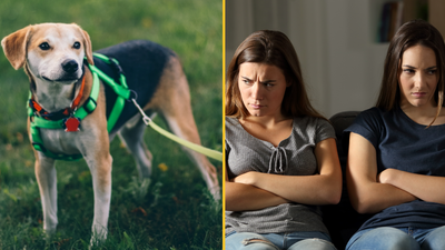 ‘I told infertile sister-in-law her beloved dog is not equal to my baby and made her cry’