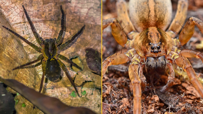 Spider lays eggs in man’s toe during cruise