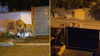 Escaped lion terrifies locals as it prowls streets of Italian town