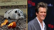 Missing pig named Kevin Bacon reunited with owners with help from Kevin Bacon
