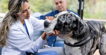 Wife says husband is prioritising the dog over her pregnancy after he refuses to get rid of it