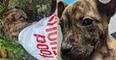 Three pawed puppy found abandoned in carrier bag on Christmas Eve