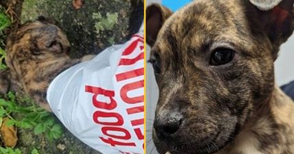 Three pawed puppy found abandoned in carrier bag on Christmas Eve