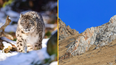People can’t believe that there is a snow leopard somewhere in this picture