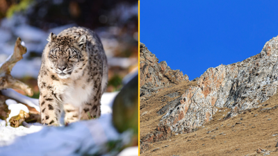People can’t believe that there is a snow leopard somewhere in this picture