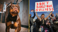 Thousands of XL Bully dogs given exemption from upcoming ban