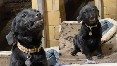Puppy smiles at everyone who visits shelter in hope someone will adopt him