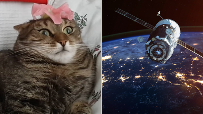 Earth just received a laser-beamed cat video from 19 million miles away
