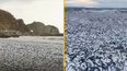 Thousands of dead fish mysteriously wash up on beach in Japan