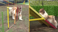 Man who ‘spent £10,000 trying to become a dog’ attempts agility course with surprising results
