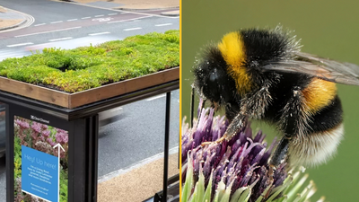‘Bee-friendly’ bus stops being installed in UK city