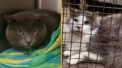 Animal shelter launches ‘neuter your ex’ special ahead of Valentine’s Day