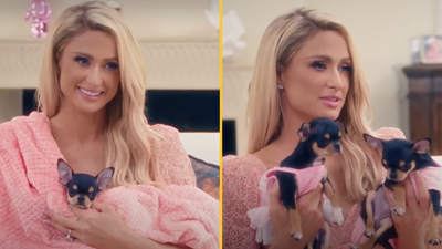 Paris Hilton has missing dog cloned into two new dogs