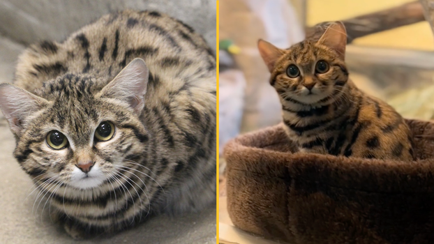 world's deadliest cat settles into new home