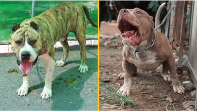 Brits looking at ‘ancient’ dog with bite stronger than a lion’s after XL bully ban
