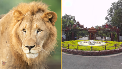 Man mauled to death by lion after trying to take a selfie with it