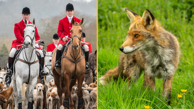 Labour vows fox hunting ban