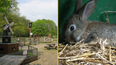 Nine-year-old boy who strangled nine rabbits to death at a zoo will not face criminal charges