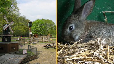 Nine-year-old boy who strangled nine rabbits to death at a zoo will not face criminal charges