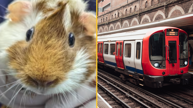 guinea pig at canning town on london underground
