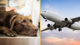Flight forced to divert after dog poos in aisle