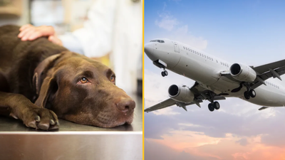 Flight forced to divert after dog poos in aisle