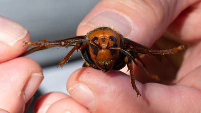 Government issues Asian hornet warning after record number of sightings in 2023
