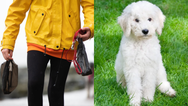 ‘People who don’t pick up after their dog’ voted the biggest pet peeve for Brits