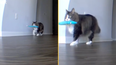 Cat owner almost comes back from holiday after pet cam shows heartbreaking footage