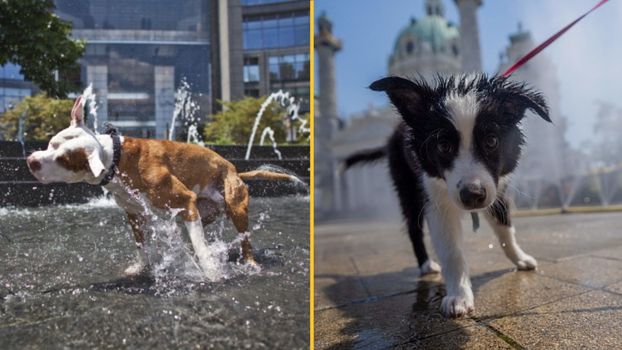 dogs in hot weather